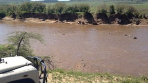 Crocodiles Attack Zebras Crossing the Mara River | Kenya