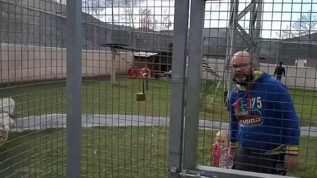 Семейный влог/Жизнь в Греции/FARMA of Rhodes. Страусиная ферма.Подарки от Санты. смотреть онлайн