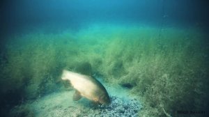 Крупный Линь и Рак на КОМБИКОРМ! Подводная съемка. Реакция рыбы