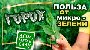 ГОРОХ И ПОЛЬЗА В МИКРОЗЕЛЕНИ ГОРОХА!