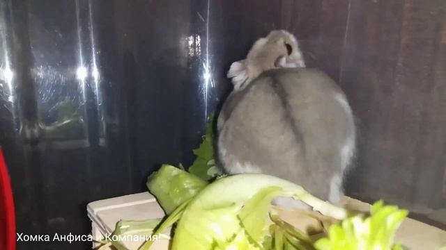 Домашний хомяк Карапузик