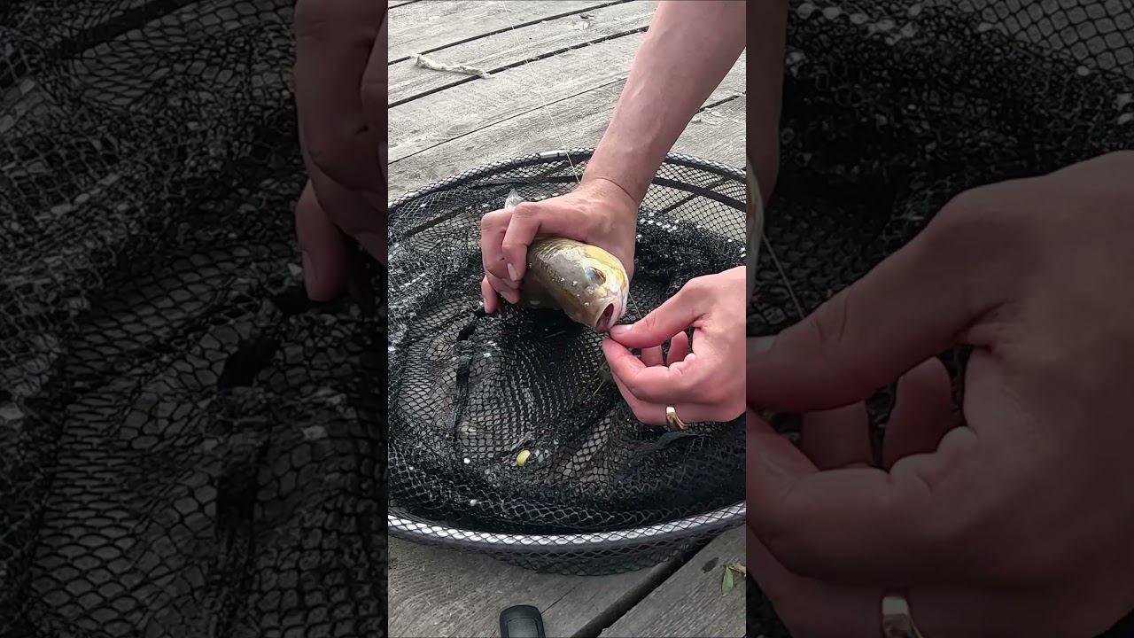 Мега-плотва  #рыбалка #карпфишинг #carpfishing #carp #рыба #fishing #карп #поймалотпусти