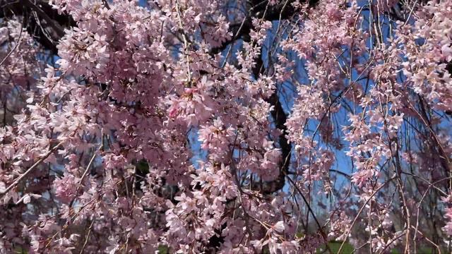 Апрельское цветение в бот саду Tower Hill - 3 -- April 20, 2022 смотреть онлайн