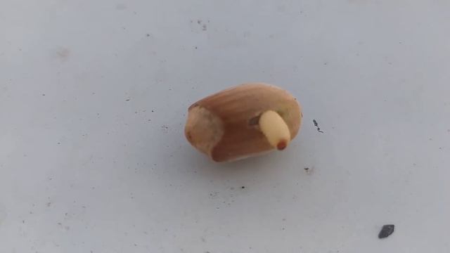 ОРЕХОВЫЙ БЕСПРЕДЕЛ В ЛЕСУ!!!ОРЕХИ 2020 смотреть онлайн