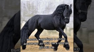 фризская порода лошадей!) интересный выпуск