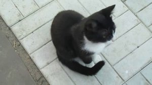 Чёрно-белая кошка