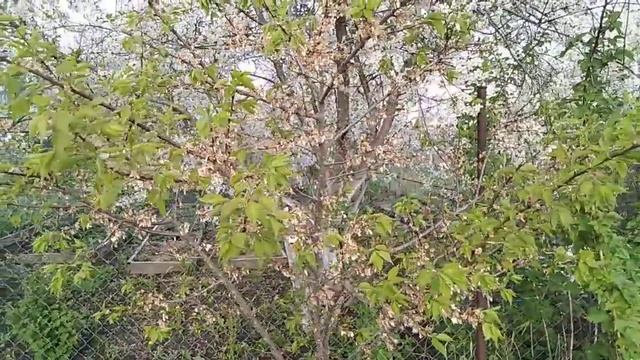 Не бойтесь выращивать абрикосы из косточек!!!