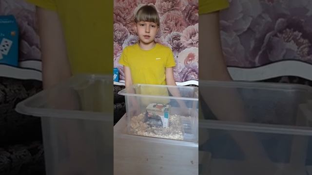 "Сирийские хомяки в дикой природе". А также я вам познакомлюсо своей ноаой хомячкой,по и мени Фанта