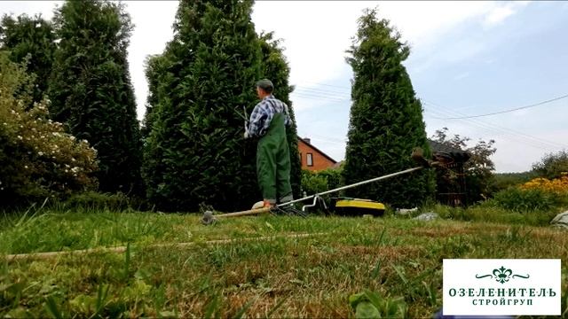 Топиарная и фирурная стрижка туй смотреть онлайн