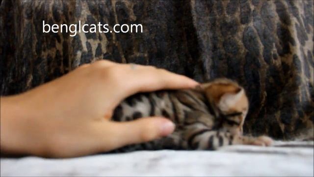 bengal kitten бенгальские котята Россия бенгальская кошка бенгальский кот бенгал