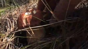 Тихая охота - Сбор грибов - Белый гриб - Боровик