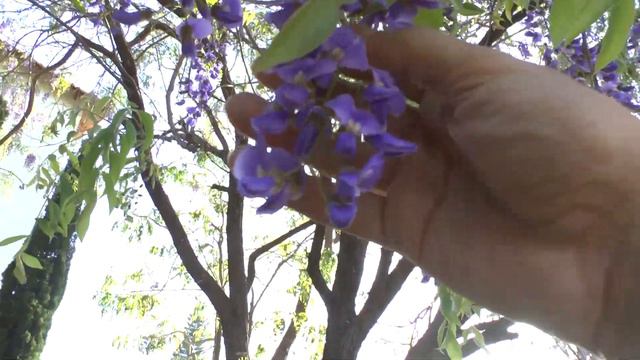 Bolusanthus speciosus - grow and care (shade tree) смотреть онлайн