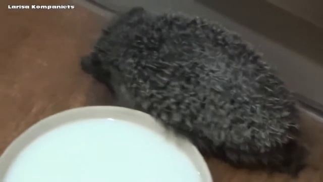 Ёжик зашел в гости смотреть онлайн