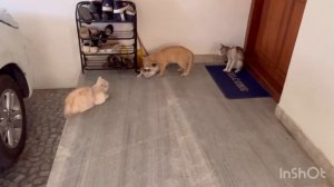 Female cat in heat accepts many male cats|Cat mating|