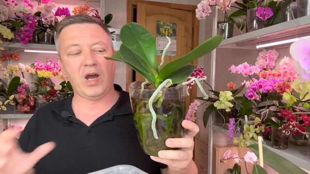 ВОССТАНОВИЛИ ЛИСТЬЯ ОРХИДЕИ этим  есть первыи итог аминокислот для орхидеи