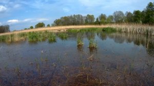 Шок рыбалка на огромного карася. Ловлю карася больше кило на удочку с боковым кивком.