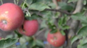 Райка-саженцы яблони зимнего сорта