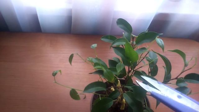 Весенняя обрезка фикуса Банжамин Наташа смотреть онлайн