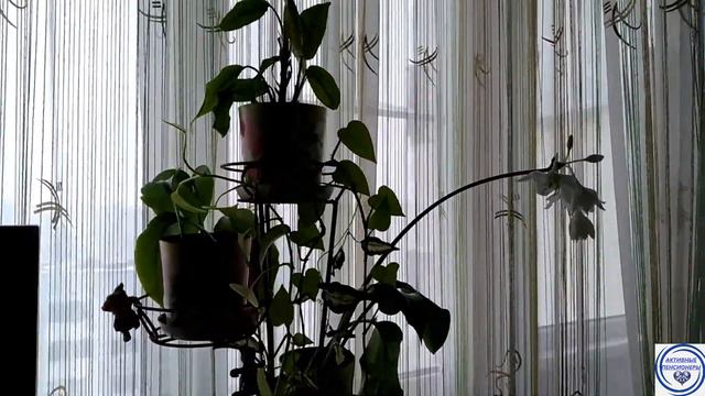 А вы наблюдали как бутон превращается в цветок смотреть онлайн