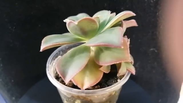 Эониум Хаворта "Киви" смотреть онлайн