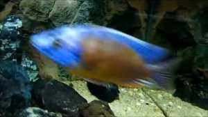 Iodotropheus Sprengerae