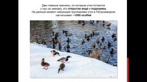 «Птицы в зимнем городе. Правила подкормки в холодный сезон»