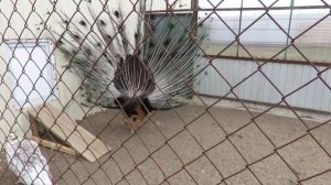 Страусиное ранчо - фазаны, павлины(д. Журавлёво)- Кемерово