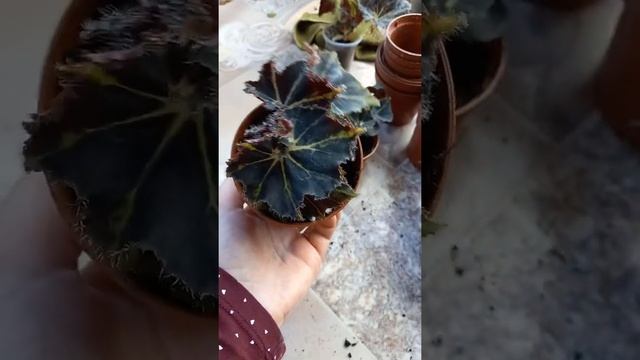 в какие горшки сажать бегонии декоротивно лиственные смотреть онлайн