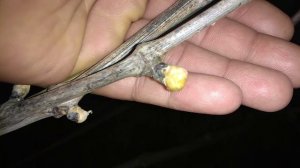 Виноградник ночью,совка(бабочка)вредитель