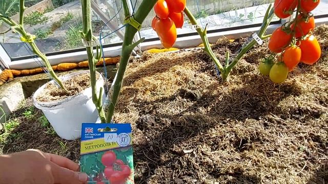 Томаты красные F1, которые сажала в этом году 2022. смотреть онлайн