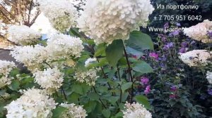 Гортензия метельчатая "Лаймлайт" - HYDRANGEA paniculata "Limelight".