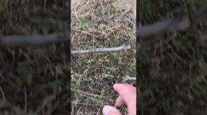 Ловля фазана на петлю (ПОпрыжок) удачно