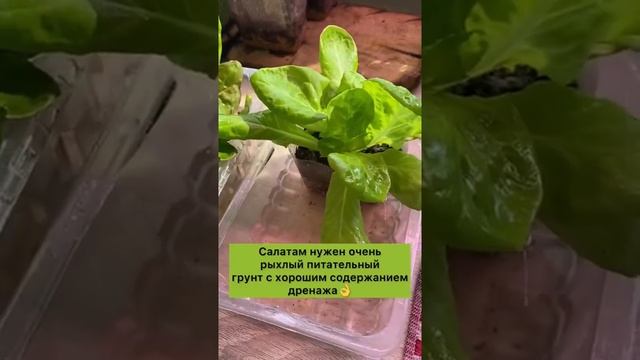 Рассада салатов или полноценное растение у вас на окне. Легко! #огороднаокне #дача #салаты