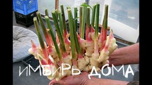 Как вырастить имбирь дома? Простой способ от профессионала!