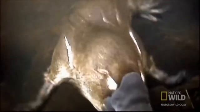 Австралийский утконос смотреть онлайн