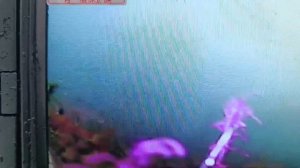 Обзор на водоеме подводной камеры GAMWATER 1000TVL в чемоданчике для зимней и летней рыбалки