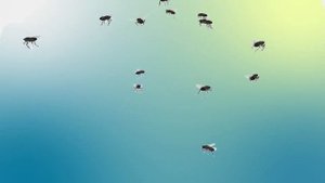 Игры для кошек мухи