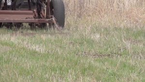 Восстановление сенокоса (подсаживаем эспарцет) 15.04.2021