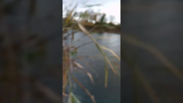 Ловля карпа смотреть онлайн