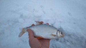 Ока. Глухозимье. Рыбалка 14 января.