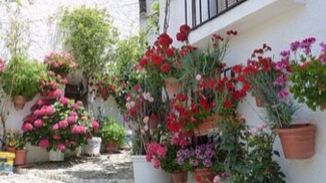 PAMPANEIRA, GRANADA смотреть онлайн