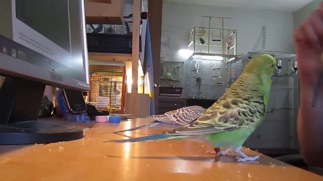 Дрессировка волнистиков) смотреть онлайн