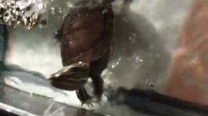 черепаха укусила за палец!!! ))))