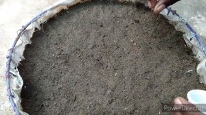 How to grow petunia seed very easy to grow ||Garden teach||