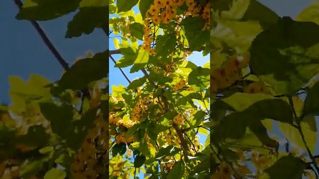 Pterocarpus violaceus (Aldrago) смотреть онлайн