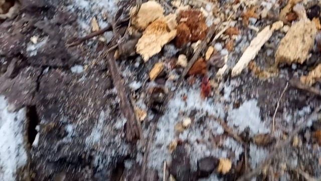Личинки Короеда Зимой!  Жуки...