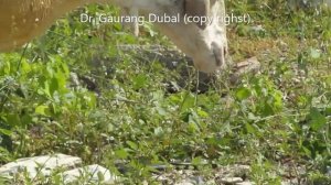 Video test | Sheep | wildlife | Camera test | Canon Powershot SX430 IS | Rajkot | Gujarat