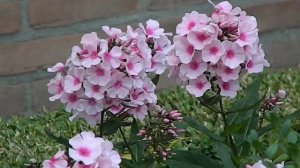 Phlox paniculata 'Bright Eyes'