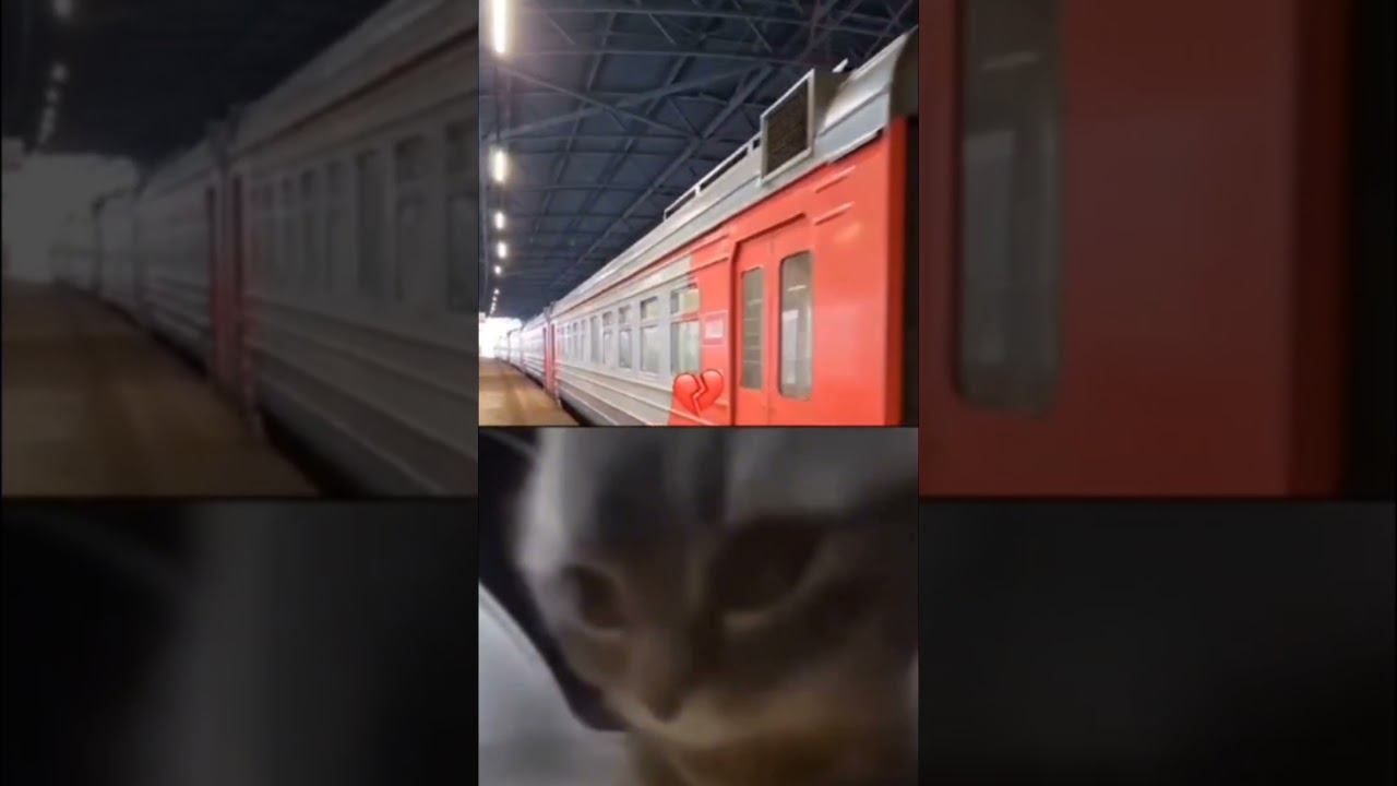 Крутой котик под музыку смотрит электрички смотреть онлайн