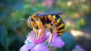 Anthidium  (Manicatum?) male-maschio ♂